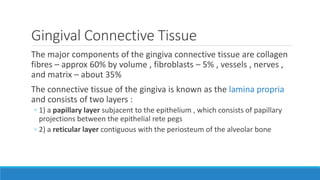 Gingival Connective Tissue
The major components of the gingiva connective tissue are collagen
fibres – approx 60% by volume , fibroblasts – 5% , vessels , nerves ,
and matrix – about 35%
The connective tissue of the gingiva is known as the lamina propria
and consists of two layers :
◦ 1) a papillary layer subjacent to the epithelium , which consists of papillary
projections between the epithelial rete pegs
◦ 2) a reticular layer contiguous with the periosteum of the alveolar bone
 