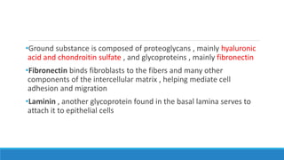 •Ground substance is composed of proteoglycans , mainly hyaluronic
acid and chondroitin sulfate , and glycoproteins , mainly fibronectin
•Fibronectin binds fibroblasts to the fibers and many other
components of the intercellular matrix , helping mediate cell
adhesion and migration
•Laminin , another glycoprotein found in the basal lamina serves to
attach it to epithelial cells
 