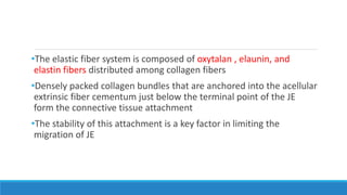 •The elastic fiber system is composed of oxytalan , elaunin, and
elastin fibers distributed among collagen fibers
•Densely packed collagen bundles that are anchored into the acellular
extrinsic fiber cementum just below the terminal point of the JE
form the connective tissue attachment
•The stability of this attachment is a key factor in limiting the
migration of JE
 