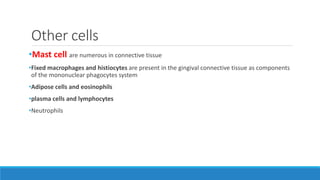 Other cells
•Mast cell are numerous in connective tissue
•Fixed macrophages and histiocytes are present in the gingival connective tissue as components
of the mononuclear phagocytes system
•Adipose cells and eosinophils
•plasma cells and lymphocytes
•Neutrophils
 