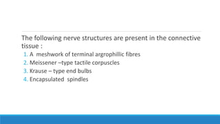 The following nerve structures are present in the connective
tissue :
1. A meshwork of terminal argrophillic fibres
2. Meissener –type tactile corpuscles
3. Krause – type end bulbs
4. Encapsulated spindles
 