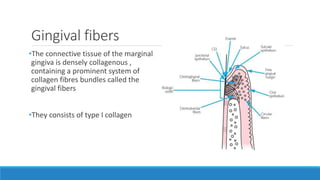 Gingival fibers
•The connective tissue of the marginal
gingiva is densely collagenous ,
containing a prominent system of
collagen fibres bundles called the
gingival fibers
•They consists of type I collagen
 