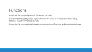 Functions
1) to brace the marginal gingiva firmly against the tooth
2) to provide the rigidity necessary to withstand the forces of mastication without being
deflected away from the tooth surface
3) to unite the free marginal gingiva with the cementum of the root and the adjacent gingiva
 