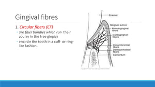 Gingival fibres
1. Circular fibers (CF)
◦ are fiber bundles which run their
course in the free gingiva
◦ encircle the tooth in a cuff- or ring-
like fashion.
 