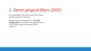 2. Dento-gingival fibers (DGF)
are embedded in the cementum of the supra-
alveolar portion of the root
project from the cementum in a fan-like
configuration out into the free gingival tissue
of the facial, lingual and interproximal
surfaces.
 
