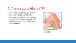 4. Trans-septal fibers (TF)
oextend between the supra-alveolar
cementum of adjecent teeth.
◦ The trans-septal fibers run straight
across the interdental septum and
are embedded in the cementum of
adjacent teeth.
 