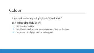 Colour
Attached and marginal gingiva is “coral pink ˮ
The colour depends upon:
i. the vascular supply
ii. the thickness/degree of keratinization of the epithelium
iii. the presence of pigment containing cell
 