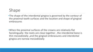 Shape
•The shape of the interdental gingiva is governed by the contour of
the proximal tooth surfaces and the location and shape of gingival
embrasures
•When the proximal surfaces of the crowns are relatively flat
faciolingually the roots are close together , the interdental bone is
thin mesiodistally ,and the gingival embrassures and interdental
gingiva are narrow mesiodistally
 