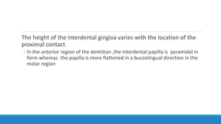 The height of the interdental gingiva varies with the location of the
proximal contact
◦ In the anterior region of the dentition ,the interdental papilla is pyramidal in
form whereas the papilla is more flattened in a buccolingual direction in the
molar region
 