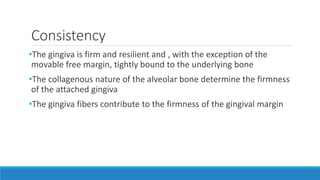 Consistency
•The gingiva is firm and resilient and , with the exception of the
movable free margin, tightly bound to the underlying bone
•The collagenous nature of the alveolar bone determine the firmness
of the attached gingiva
•The gingiva fibers contribute to the firmness of the gingival margin
 