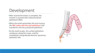 Development
•After enamel formation is complete, the
enamel is covered with reduced enamel
epithelium (REE)
•When the tooth penetrates the oral mucosa,
the REE unites with the oral epithelium and
transforms into the junctional epithelium
•As the tooth erupts, this united epithelium
condenses along the crown, and the
ameloblasts and gradually become squamous
epithelial cells
 