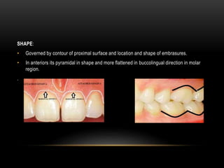 SHAPE:
• Governed by contour of proximal surface and location and shape of embrasures.
• In anteriors its pyramidal in shape and more flattened in buccolingual direction in molar
region.
.
 