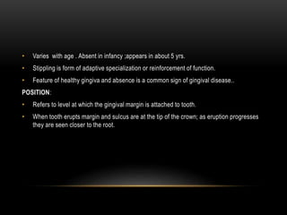 • Varies with age . Absent in infancy ;appears in about 5 yrs.
• Stippling is form of adaptive specialization or reinforcement of function.
• Feature of healthy gingiva and absence is a common sign of gingival disease..
POSITION:
• Refers to level at which the gingival margin is attached to tooth.
• When tooth erupts margin and sulcus are at the tip of the crown; as eruption progresses
they are seen closer to the root.
 