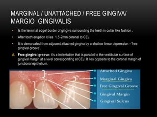 MARGINAL / UNATTACHED / FREE GINGIVA/
MARGIO GINGIVALIS
• Is the terminal edge/ border of gingiva surrounding the teeth in collar like fashion .
• After tooth eruption it lies 1.5-2mm coronal to CEJ.
• It is demarcated from adjacent attached gingiva by a shallow linear depression –’free
gingival groove’.
A. Free gingival groove- it’s a indentation that is parallel to the vestibular surface of
gingival margin at a level corresponding at CEJ. It lies opposite to the coronal margin of
junctional epithelium.
 