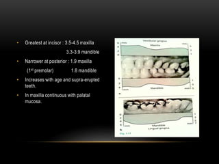 • Greatest at incisor : 3.5-4.5 maxilla
3.3-3.9 mandible
• Narrower at posterior : 1.9 maxilla
(1st premolar) 1.8 mandible
• Increases with age and supra-erupted
teeth.
• In maxilla continuous with palatal
mucosa.
 