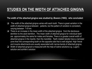 STUDIES ON THE WIDTH OF ATTACHED GINGIVA
The width of the attached gingiva was studied by Bowers (1963), who concluded:
 The width of the attached gingiva varies with each tooth. There is great variation in the
width of attached gingiva between patients, but the pattern of variation is consistent,
varying between 1-9 mm.
 There is an increase in the mean width of the attached gingiva from the deciduous
dentition to the adult dentition . The mean width of attached gingiva for individual teeth
are approximately the same for males and females. There is a greater overall width of
attached gingiva in the maxilla than the mandible . Teeth rotated labially have a narrower
zone than the corresponding tooth on the opposite side that is well aligned. High frenal
and muscle attachments are usually associated with narrow bands of attached gingiva.
 Width of attached gingival is measured with the help of iodine solutions e.g. Lugol’s
solution and schiller’s solution
 