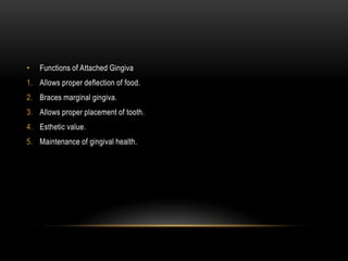 • Functions of Attached Gingiva
1. Allows proper deflection of food.
2. Braces marginal gingiva.
3. Allows proper placement of tooth.
4. Esthetic value.
5. Maintenance of gingival health.
 