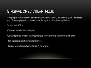 GINGIVAL CREVICULAR FLUID
•The gingiva sulcus contains a fluid GINGIVAL FLUID / SULCULAR FLUID (GCF) that seeps
into it from the gingival connective tissue through the thin sulcular epithelium.
Functions of GCF: -
•Cleanses material from the sulcus.
•Contains plasma proteins that may improve adhesion of the epithelium to the tooth.
•It also possesses antimicrobial properties.
•It exerts antibody activity in defense of the gingiva.
 