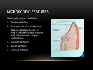 Histologically gingiva is divided into:
1. Overlying epithelium.
2. Underlying core of connective tissue.
• Gingival epithelium- Consists of
lining of stratified squamous epithelium
and 3 different areas by morpho-
functional view.
1. Oral/ outer epithelium
2. Sulcular epithelium
3. Junctional epithelium
MICROSCOPIC FEATURES
 