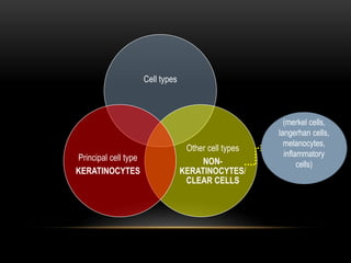 Cell types
Other cell types
NON-
KERATINOCYTES/
CLEAR CELLS
Principal cell type
KERATINOCYTES
(merkel cells,
langerhan cells,
melanocytes,
inflammatory
cells)
 