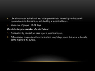 • Like all squamous epithelium it also undergoes constatnt renewal by continuous cell
reproduction in its deepest layer and shedding at superficial layers.
• Mitotic rate of gingiva : 10- 12 days
Keratinization process takes place in 2 steps:
1. Proliferation: by mitosis from basal layer to superficial layers.
2. Differentiation: progression of bio-chemical and morphologic events that occur in the cells
as the migrate to the surface.
 