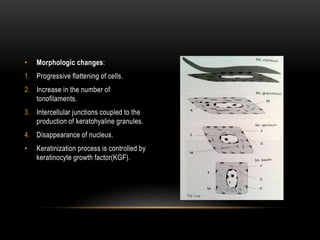 • Morphologic changes:
1. Progressive flattening of cells.
2. Increase in the number of
tonofilaments.
3. Intercellular junctions coupled to the
production of keratohyaline granules.
4. Disappearance of nucleus.
• Keratinization process is controlled by
keratinocyte growth factor(KGF).
 