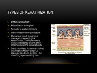 1. Orthokeratinization:
 Keratinization is complete.
 No nuclei in stratum corneum.
 Well defined stratum granulosum
 Mechanical stimuli like gingival
massage increases gingival
keratinization . Therefore there is
increased tendency towards ortho
keratinizaiton in the chewing habits.
 Ortho keratinized tissue when stained
with modified Mallory’s stain , it
appeared as a bright red color , the
underlying layer appearing blue
TYPES OF KERATINIZATION
 