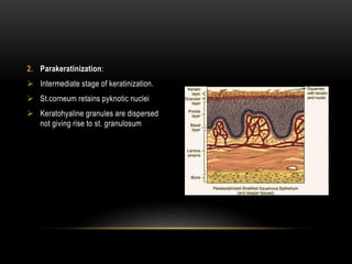 2. Parakeratinization:
 Intermediate stage of keratinization.
 St.corneum retains pyknotic nuclei
 Keratohyaline granules are dispersed
not giving rise to st. granulosum
 