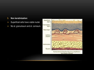 3. Non keratinization:
 Superficial cells have viable nuclei
 No st. granulosum and st. corneum.
 