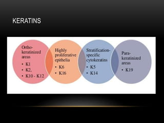 KERATINS
 