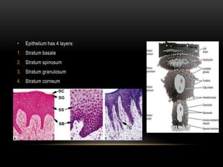 • Epithelium has 4 layers:
1. Stratum basale
2. Stratum spinosum
3. Stratum granulosum
4. Stratum corneum
 