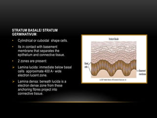 STRATUM BASALE/ STRATUM
GERMINATIVUM:
• Cylindrical or cuboidal shape cells.
• Its in contact with basement
membrane that separates the
epithelium and connective tissue.
• 2 zones are present:
 Lamina lucida: immediate below basal
cells approximate 400 A◦ wide
electron lucent zone.
 Lamina densa: beneath lucida is a
electron dense zone from these
anchoring fibres project into
connective tissue.
 