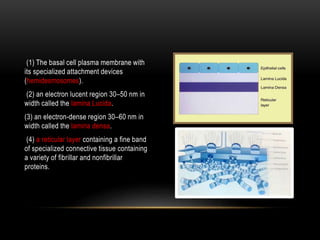 (1) The basal cell plasma membrane with
its specialized attachment devices
(hemidesmosomes).
(2) an electron lucent region 30–50 nm in
width called the lamina Lucida.
(3) an electron-dense region 30–60 nm in
width called the lamina densa.
(4) a reticular layer containing a fine band
of specialized connective tissue containing
a variety of fibrillar and nonfibrillar
proteins.
 