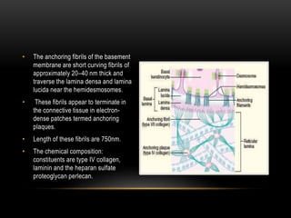 • The anchoring fibrils of the basement
membrane are short curving fibrils of
approximately 20–40 nm thick and
traverse the lamina densa and lamina
lucida near the hemidesmosomes.
• These fibrils appear to terminate in
the connective tissue in electron-
dense patches termed anchoring
plaques.
• Length of these fibrils are 750nm.
• The chemical composition:
constituents are type IV collagen,
laminin and the heparan sulfate
proteoglycan perlecan.
 