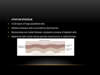 • STRATUM SPINOSUM:
 10-20 layers of large polyhedral cells.
 Adhesion between cells is provided by desmosomes
 Desmosomes are located between cytoplasmic process of adjacent cells
 Uppermost cells contain dense granules keratinosome or odland bodies.
 