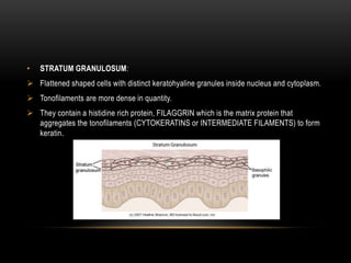 • STRATUM GRANULOSUM:
 Flattened shaped cells with distinct keratohyaline granules inside nucleus and cytoplasm.
 Tonofilaments are more dense in quantity.
 They contain a histidine rich protein, FILAGGRIN which is the matrix protein that
aggregates the tonofilaments (CYTOKERATINS or INTERMEDIATE FILAMENTS) to form
keratin.
 