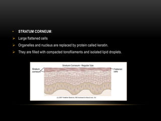 • STRATUM CORNEUM:
 Large flattened cells
 Organelles and nucleus are replaced by protein called keratin.
 They are filled with compacted tonofilaments and isolated lipid droplets.
 
