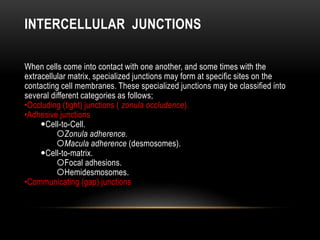 INTERCELLULAR JUNCTIONS
When cells come into contact with one another, and some times with the
extracellular matrix, specialized junctions may form at specific sites on the
contacting cell membranes. These specialized junctions may be classified into
several different categories as follows;
•Occluding (tight) junctions ( zonula occludence).
•Adhesive junctions
Cell-to-Cell.
Zonula adherence.
Macula adherence (desmosomes).
Cell-to-matrix.
Focal adhesions.
Hemidesmosomes.
•Communicating (gap) junctions
 