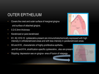 OUTER EPITHELIUM
• Covers the crest and outer surface of marginal gingiva
and surface of attached gingiva.
• 0.2-0.3mm thickness
• Keratinized or para keratinized.
• K1, K2, K10-12 cytokeratins present are immunohistochemically expressed with high
intensity in orthokeratinized areas and with less intensity in parakeratinized areas.
• K6 and K16 , characteristic of highly proliferative epithelia,
and K5 and K14, stratification-specific cytokeratins , also are present
• Stippling: depression see on gingiva- area of fusion of retepegs.
 