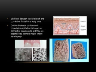 • Boundary between oral epithelium and
connective tissue has a wavy zone.
• Connective tissue portion which
projects into epithelium is known as
connective tissue papilla and they are
seperated by epithelial ridges known
as rete pegs.
 