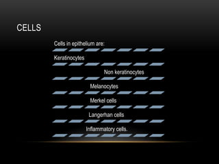 CELLS
Cells in epithelium are:
Keratinocytes
Non keratinocytes
Melanocytes
Merkel cells
Langerhan cells
Inflammatory cells.
 