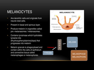 • Are dendritic cells and originate from
neural crest cells.
• Present in basal and spinous layer.
• Produce melanin in organelles called
pre -melanasomes / melanasomes .
• Contains tyrosinase which hydrolates
tyrosine into
dihydroxyphenylalanine(dopa) that
progresses into melanin
• Melanin granule is phagocytosed and
contain within the cells of epithelium
and connective tissue called
melanophages or melanophores.
TYROSIN
D
O
P
A
MELANIN
MELANOPHAGE
/MELANOPHORE
MELANOCYTES
TYROSINASE
 