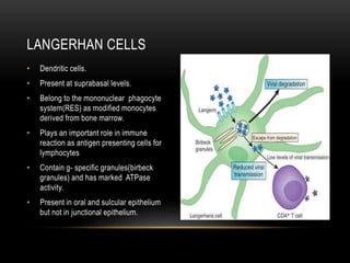 • Dendritic cells.
• Present at suprabasal levels.
• Belong to the mononuclear phagocyte
system(RES) as modified monocytes
derived from bone marrow.
• Plays an important role in immune
reaction as antigen presenting cells for
lymphocytes
• Contain g- specific granules(birbeck
granules) and has marked ATPase
activity.
• Present in oral and sulcular epithelium
but not in junctional epithelium.
LANGERHAN CELLS
 