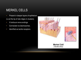 MERKEL CELLS
• Present in deeper layers of epithelium.
(i.e at the tip of rete ridges in clusters).
• It harbours nerve endings
• Connected via desmosomes.
• Identified as tactile receptors.
 
