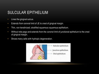 SULCULAR EPITHELIUM
• Lines the gingival sulcus.
• Extends from coronal limit of JE to crest of gingival margin.
• Thin, non keratinized, stratified squamous squamous epithelium.
• Without rete pegs and extends from the coronol limit of junctional epithelium to the crest
of gingival margin.
• Shows many cells with hydropic degeneration.
 