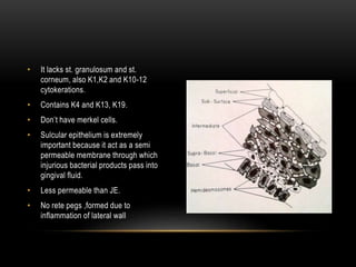 • It lacks st. granulosum and st.
corneum, also K1,K2 and K10-12
cytokerations.
• Contains K4 and K13, K19.
• Don’t have merkel cells.
• Sulcular epithelium is extremely
important because it act as a semi
permeable membrane through which
injurious bacterial products pass into
gingival fluid.
• Less permeable than JE.
• No rete pegs ,formed due to
inflammation of lateral wall
 