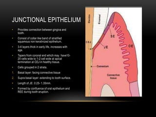 • Provides connection between gingiva and
tooth.
• Consist of collar like band of stratified
squamous non keratinized epithelium.
• 3-4 layers thick in early life, increases with
age.
• Tapers from coronal end which may have10-
20 cells wide to 1-2 cell wide at apical
termination at CEJ in healthy tissue.
• Cells grouped in 2 strata.
1. Basal layer: facing connective tissue
2. Supra basal layer: extending to tooth surface.
• Length of JE: 0.25- 1.35mm.
• Formed by confluence of oral epithelium and
REE during tooth eruption.
JUNCTIONAL EPITHELIUM
 