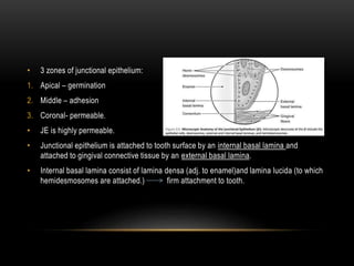 • 3 zones of junctional epithelium:
1. Apical – germination
2. Middle – adhesion
3. Coronal- permeable.
• JE is highly permeable.
• Junctional epithelium is attached to tooth surface by an internal basal lamina and
attached to gingival connective tissue by an external basal lamina.
• Internal basal lamina consist of lamina densa (adj. to enamel)and lamina lucida (to which
hemidesmosomes are attached.) firm attachment to tooth.
 