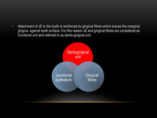 • Attachment of JE to the tooth is reinforced by gingival fibres which braces the marginal
gingiva against tooth surface. For this reason JE and gingival fibres are considered as
functional unit and referred to as dento-gingival unit.
Dentogingival
unit
Gingival
fibres
Junctional
epithelium
 