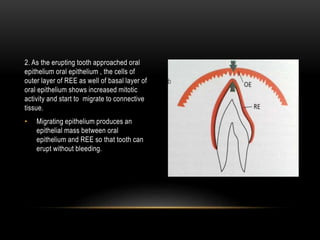 2. As the erupting tooth approached oral
epithelium oral epithelium , the cells of
outer layer of REE as well of basal layer of
oral epithelium shows increased mitotic
activity and start to migrate to connective
tissue.
• Migrating epithelium produces an
epithelial mass between oral
epithelium and REE so that tooth can
erupt without bleeding.
 